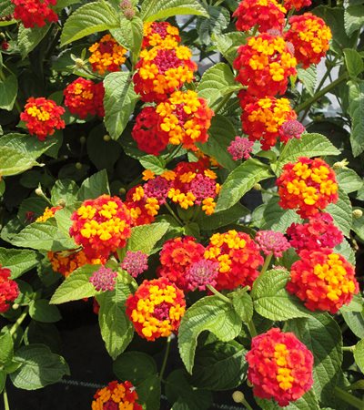 Lantana Luscious® Citrus Blend™ Improved